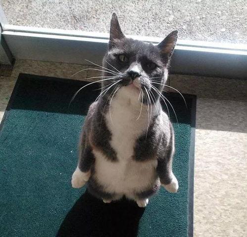 企鹅吃瓜福利,揭秘萌宠的夏日狂欢盛宴