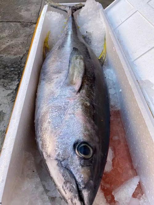 抖音网红吃草的鱼,抖音网红“吃草的鱼”引发网友热议