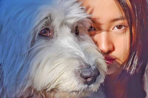 中国明星养狗图,中国明星与爱犬的温馨瞬间