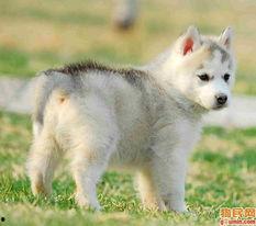 哈士奇吃哈密瓜吐了,哈士奇误食哈密瓜引发呕吐事件