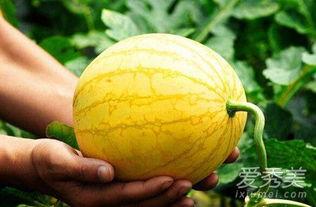怀孕吃瓜有营养吗,营养与健康的双重保障