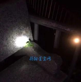 水族毒蛇爆料视频