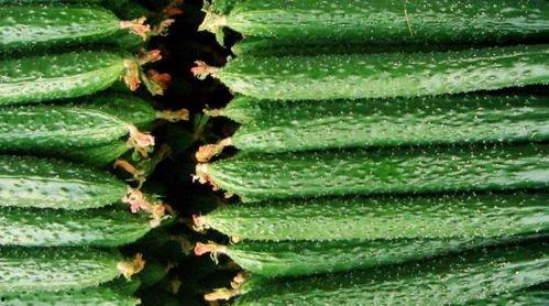 吃补中药可以吃凉瓜吗?