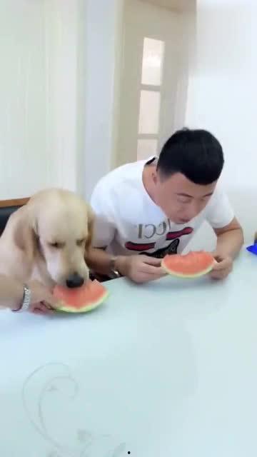 主人和狗子吃瓜,主人和狗子共享夏日吃瓜时光