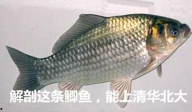 鲫瓜老师叫什么名字,揭秘鲫瓜老师背后的传奇名字