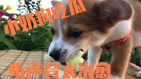 娱乐吃瓜君小奶狗,揭秘娱乐圈那些不为人知的幕后故事