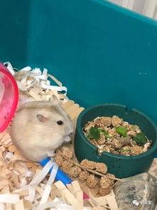 小网红仓鼠,揭秘小网红仓鼠的爆红之路