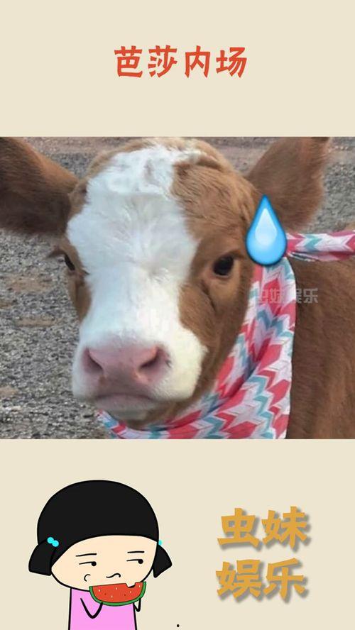 娱乐吃瓜酱外婆养大的羊羊长啥样